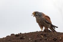 Turmfalke